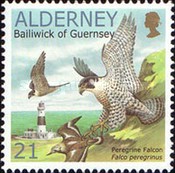 [Birds - The Peregrine Falcon, type EO]