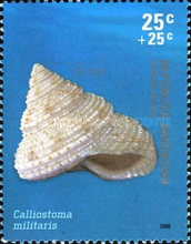 [Mollusk Shells, type DHG]