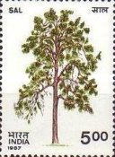 [Indian Trees, type AJJ]