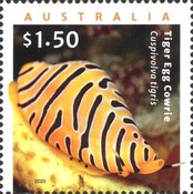 [Living Seashelss - Egg Cowries, type FLL]