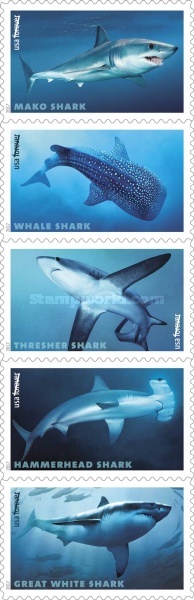 [Marine Life - Sharks, type ]