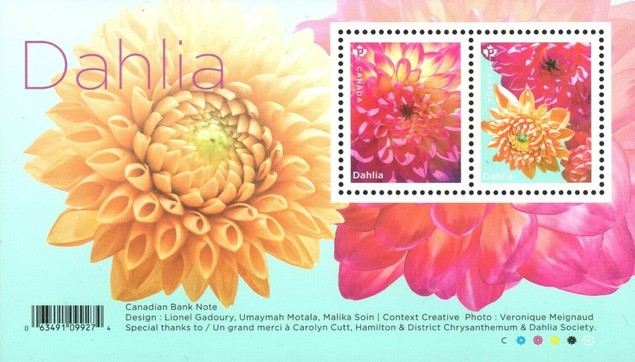 [Flowers - Dahlias, type ]