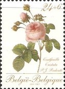 [Roses, type BKR]