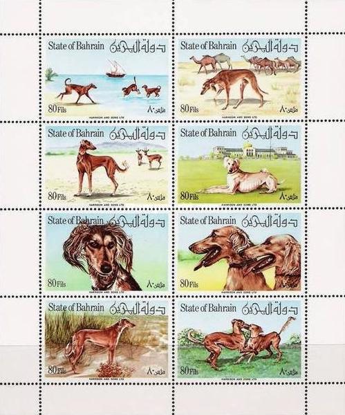 [Saluki Dogs, type ]