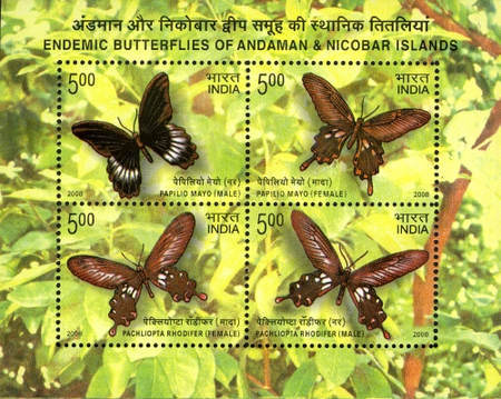 [Endemic Butterflies of Andaman and Nicobar Islands, type ]