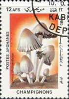 [Flora - Mushrooms, type ABV]