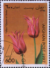 [Flowers - Tulips, type ANS]