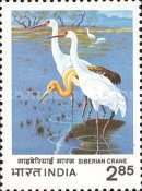 [International Crane Workshop, Bharatpur, type ACJ]