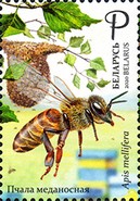 [Beekeeping in Belarus, type BBO]
