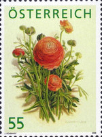 [Painting - Ranunculus, type CPT]