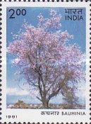 [Flowering Trees, type ZZ]