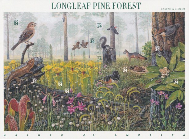 [Nature of America - Beauty of Longleaf Pine Forest, type ]