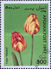 [Flowers - Tulips, type ANR]