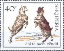 [Domestic Goats, type ADZ]