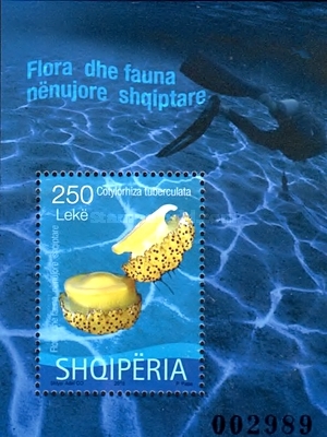 [Albanian Marine Life - Fried Egg or Mediterranean Jellyfish, type ]