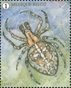 [Spider Splendour, type FNL]