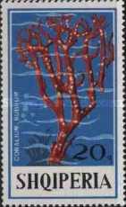 [Corals, type XOE]
