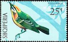 [Birds, type ALY]