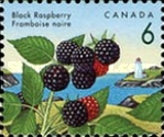 [Edible Berries, type AUA]