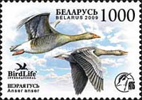 [Bird of the Year - Greylag Goose, type AAE]
