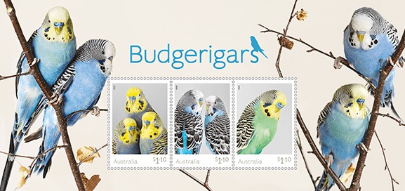 [Birds - Budgerigars, type ]