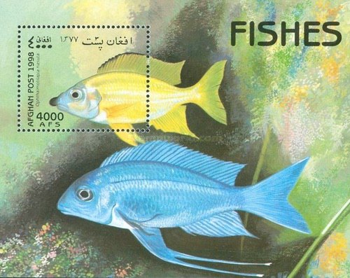 [Marine Life - Fish, type ]