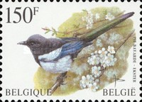 [Birds, type CAB]