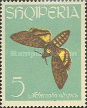 [Butterflies, type MY]