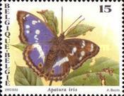 [Butterflies, type BTD]