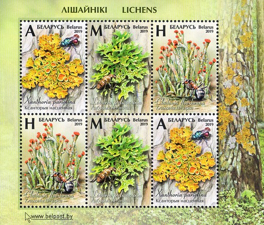 [Flora - Lichens, type ]