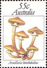[Mushrooms, type WC]