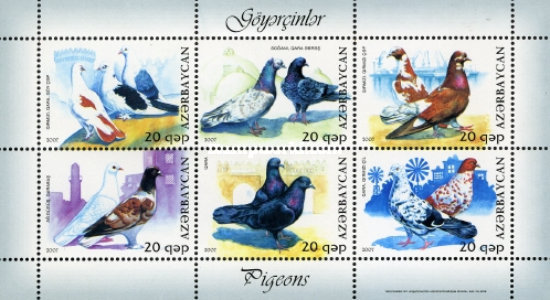 [Birds - Pigeons, type ]
