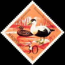 [Birds - Wildfowl, type XNO]