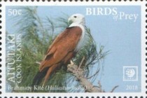 [Birds of Prey - White Frame, type ZQ]