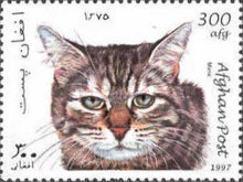 [Cats, type AOA]