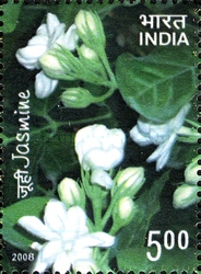 [Jasmine, type CON]