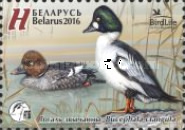[Bird of the Year - Common Goldeneye, type AMZ]