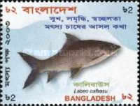 [Fish Fortnight, type ACD]