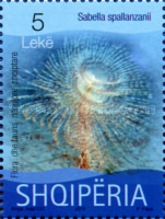 [Albanian Marine Life, type DFM]