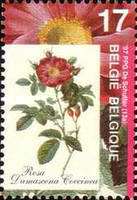 [Roses, type CAL]