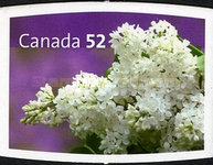 [Flowers - Lilacs - Self-Adhesive, type CMY]