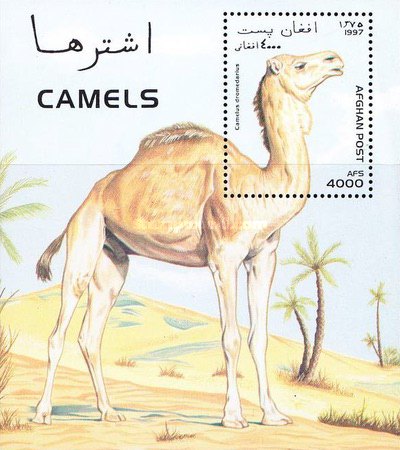 [Llamas & Camels, type ]