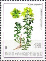 [Plants, type BFL]