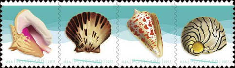 [Seashells, type ]