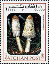 [Mushrooms, type ARX]