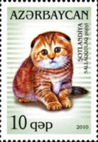 [Domestic Cats, type ACB]