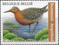 [Birds - Kanoetstrandloper - Red Knot - Registered Letter Stamp, type XLY]