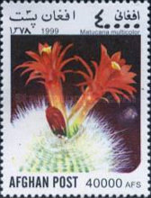 [Flora - Cacti, type ATL]
