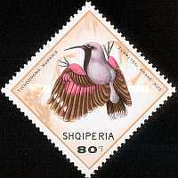 [Birds, type AFI]