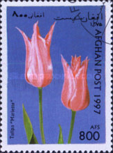 [Flowers - Tulips, type ANT]